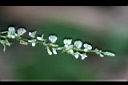 大葉山螞蝗-花 4.jpg